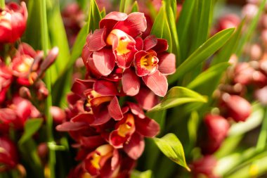 Kırmızı orkideler yeşil yapraklarla çevrili bir bahçede yetişir. Çiçekler canlı bir renge sahiptir ve daha büyük bir orkide grubunun parçasıdır. Bahar boyunca gün ışığı çiçeklerin üzerinde parlar..