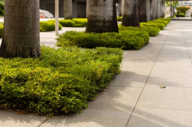 Ağaçlarla ve şehir parkında kıvrımlı yeşil çalılarla kaplı bir yürüyüş yolu. Sahne açık gökyüzü ile güneşli bir günü yakalıyor. İnsanlar uzaklardan bölgenin tadını çıkarırken görülebilir..