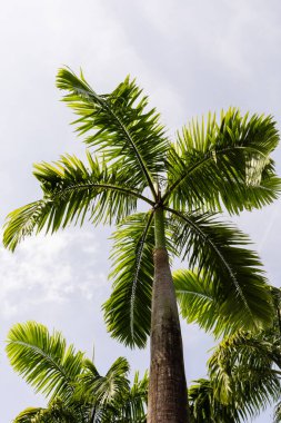 Uzun palmiye ağaçları açık gökyüzüne doğru uzanır. Yapraklar genişçe yayılarak güneş ışığını yakalıyor. Bu sahne gündüz vakti tropikal bir bölgede geçiyor..