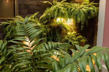 Çeşit çeşit eğrelti otları kapalı bir bahçedeki sıcak ışıklarla aydınlatılır. Bitkiler, karanlık bir duvarda yeşil yapraklardan oluşan doğal bir atmosfer yaratırlar..