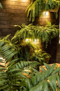 Modern bir kapalı alanda duvarda yeşil bitkiler yetişir. Yumuşak ışıklar bitkileri ön plana çıkararak, ziyaretçiler dinlenirken sıcak ve davetkar bir atmosfer yaratıyor..