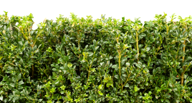 Yeşil çit fabrikası, peyzaj, bahçıvanlık veya dekorasyon gibi projelerde kullanılmaya hazır yoğun yaprak ve dalları gösteriyor. Temiz arkaplan tasarılara kolay entegrasyon sağlar