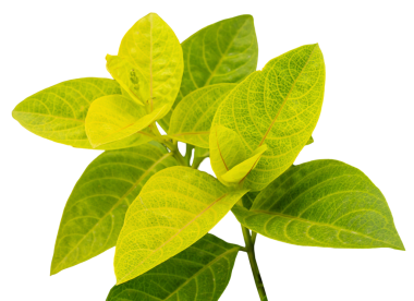 İnce bir dalda parlak yeşil yapraklardan oluşan bir küme büyür. Yapraklar damarlarla açık bir doku gösterirler ve şeffaf bir arkaplan üzerine kurulurlar. Taze ve canlı görünüyorlar.