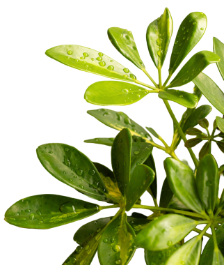 Bir bitkinin yeşil yaprakları yüzeyinde su damlalarını gösterir. Yapraklar kesilip şeffaf bir arkaplana yerleştiriliyor. Bu tasarım çalışmaları, sunumlar ve daha fazlası için kullanılabilir