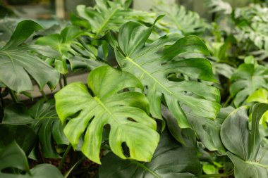 Büyük canavar yaprakları bir seradaki boşluğu dolduruyor. Işık camdan süzülüp yeşil yapraklara vurgu yapıyor. Sahne doğanın güzelliğini yakalar..