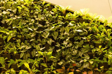 Yeşil bitkiler binanın içindeki bir duvara tırmanıyorlar. Sıraya dizilir ve yukarıdan güneş ışığı alır. Sahne, canlı bir kapalı alan yeşilliği sergiliyor..