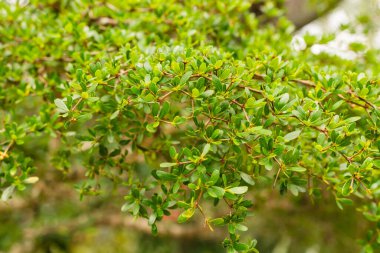 Ağaçlık bir alanda bir sürü küçük yeşil yaprağı olan bir dal uzanıyor. Güneş ışığı yaprakların arasından süzülerek doğanın ve büyümenin hissini yaratır. Sahne ormandaki bitkilerin güzelliğini gösteriyor..
