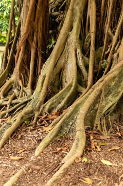 Büyük bir ağacın kökleri yere doğru genişçe uzanır. Kökleri birbirine dolanmış ve düzensiz. Arka planda açık gün ışığında yeşil yapraklar görünüyor. Üssün etrafında düşen yapraklar var..