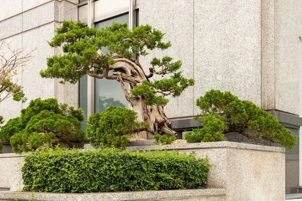 Bonsai ağaçları gri taş duvarları olan modern bir binanın yanındaki bahçede sergilenir. Bitkiler dikkatlice şekillendirilmiş, bahçıvanlık ve tasarım üzerine odaklanmışlar..