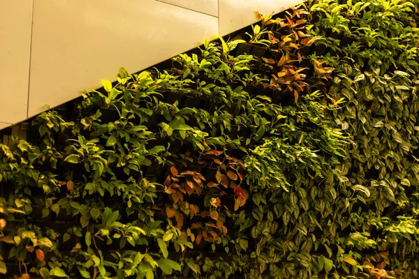 Dikey bir bahçe, bir binanın içindeki duvarda büyüyen çeşitli bitkileri gösterir. Bazı bitkiler gür ve parlaktır, diğerleri ise solgunluk belirtileri gösterir. Güneş ışığı sahneyi aydınlatır..