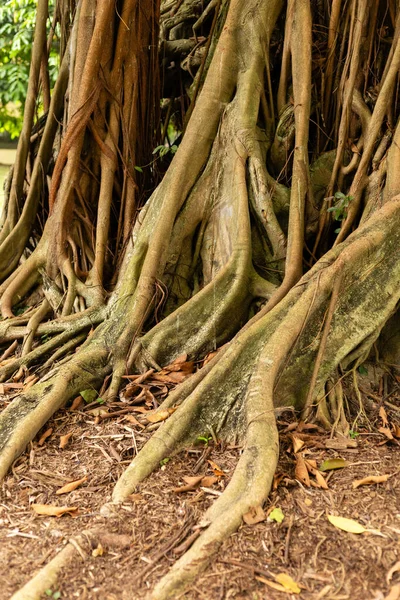 Büyük bir ağacın kökleri yere doğru genişçe uzanır. Kökleri birbirine dolanmış ve düzensiz. Arka planda açık gün ışığında yeşil yapraklar görünüyor. Üssün etrafında düşen yapraklar var..