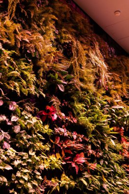 Modern bir binada farklı türde bitkilerle kaplı bir duvar görülebilir. Bitkiler katmanlar halinde dizilmiş ve çeşitli renk ve dokular sergilenmektedir..