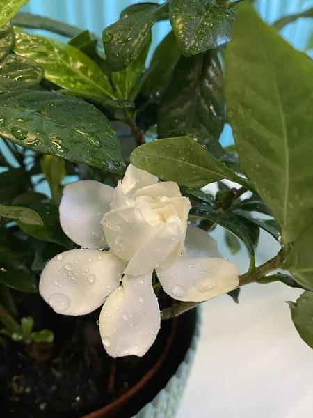 Gardenias are a very fragrant flower, capable of changing scents throughout the day. During an evening stroll through a gardenia-filled garden, you will get a spicy, zesty scent with green undertones.