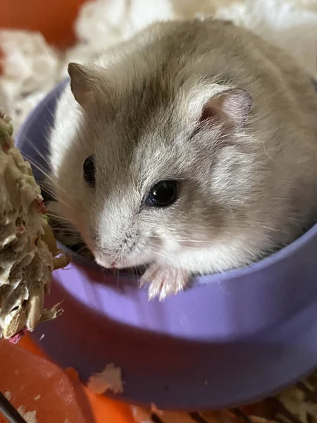 Hamster Sie Haben Sich Als Beliebte Kleintiere Etabliert — Stockfoto