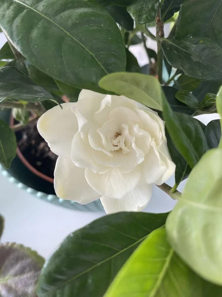 Flower Gardenia is truly a beauty to behold, and the scent is just as wonderful to experience.