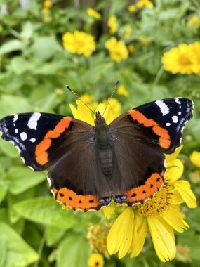 Parlak renkli kanatlı kelebek, çiçekleri açan yazı sever. Çoğunlukla çiçeklerin nektar ve polenleriyle beslenirler..