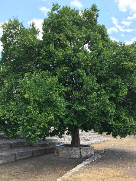 Arbol Mexiko — Stockfoto