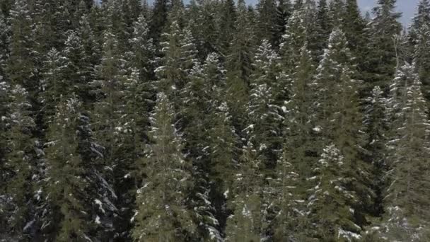 Πετώντας Πάνω Από Χειμερινό Πευκοδάσος Στα Βουνά Κάμερα Κατεβαίνει Πάνω — Αρχείο Βίντεο