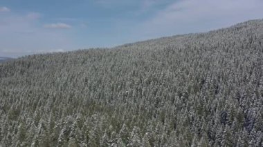 Dağlardaki çam ormanlarının üzerinde uçuyorlar. Kamera çam ağaçlarının üzerine iniyor. Çam ve köknar dalları karla kaplıdır.