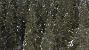 Dağdaki çam ormanının üzerinde uçuyor. Bir çam ormanının ağaçlarının tepesinde kamera yükseliyor. Çam ve köknar dalları karla kaplıdır.