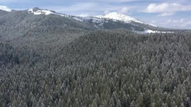 Dağlardaki çam ormanlarının üzerinde uçuyorlar. Kamera çam ağaçlarının üzerine iniyor. Çam ve köknar dalları karla kaplıdır.