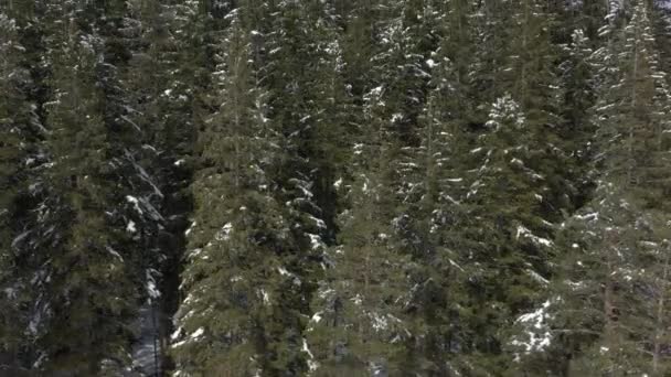 Zboară Deasupra Pădurii Pin Iarnă Munte Camera Ridică Deasupra Copacilor — Videoclip de stoc