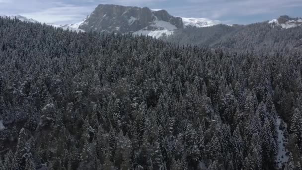 Voando Acima Floresta Pinheiros Inverno Nas Montanhas Ramos Pinheiros Abetos — Vídeo de Stock