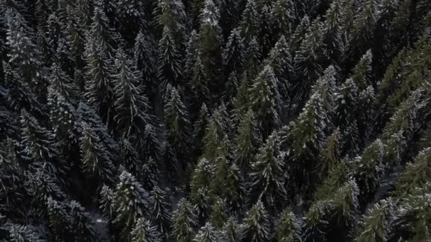 Volando Sobre Bosque Pinos Invierno Montaña Ramas Pinos Abetos Están — Vídeos de Stock