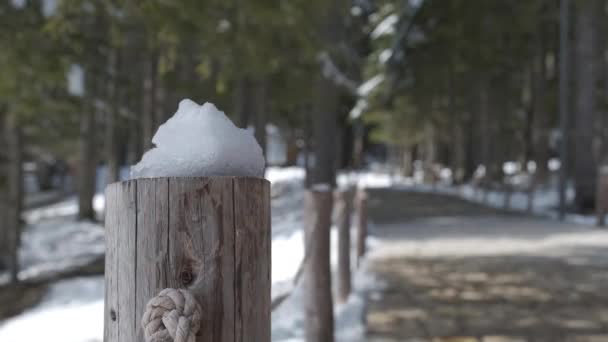 Wandelen Het Winterpark Sneeuwkappen Houten Palen Het Park Verharde Stenen — Stockvideo