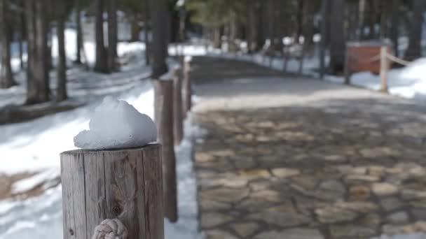 Schneekappen Auf Holzpfählen Park Pflastersteinweg Zwischen Kiefernalleen — Stockvideo