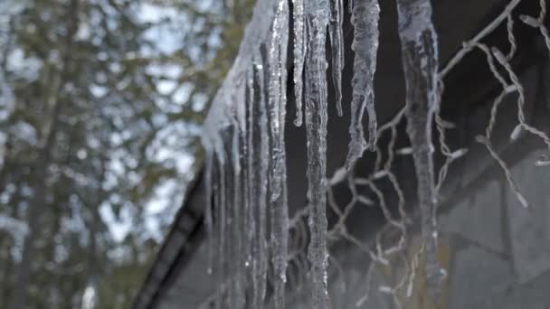 Arrivée Printemps Dans Parc Des Glaçons Pendent Toit Des Gouttes — Video