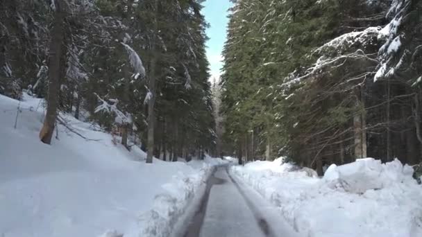 Caminhe Pelo Parque Inverno Reserva Longo Caminho Asfalto Entre Ruelas — Vídeo de Stock