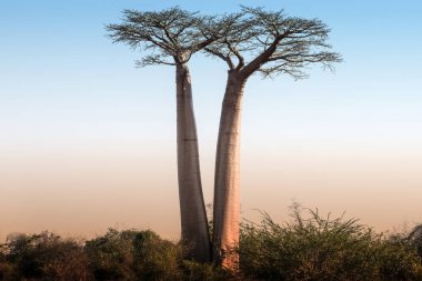 Güzel Madagaskar Baobab 'ı. Madagaskar. Afrika