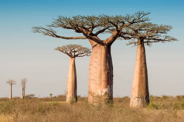 Güzel Madagaskar Baobab 'ı. Madagaskar. Afrika