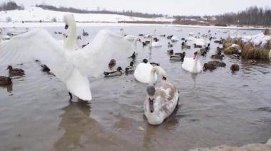 White swans among the ducks on the lake in winter trying to drive away a young gray swan from their territory. Gorodischenskoe Lake, Izborsk, Russia. January 2021