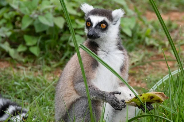 The ring-tailed lemur,or ring-tailed lemur,or katta,is the most famous species of the lemur family. The Madagascar name for the ring-tailed lemur is poppies. Madagascar. Africa