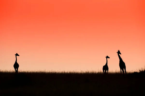 Krásný Rudý Východ Slunce Třemi Žirafami Národní Park Murchison Padá — Stock fotografie