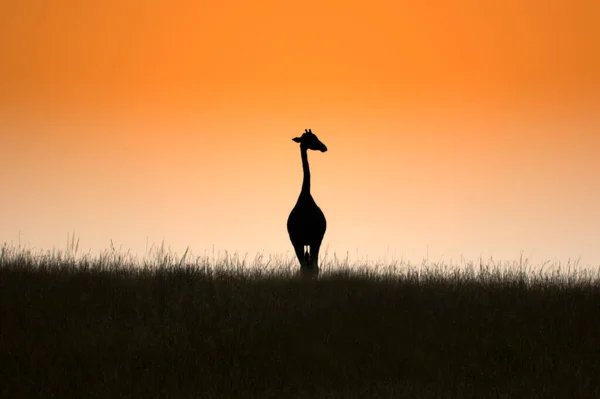 Krásný Oranžový Východ Slunce Žirafou Národní Park Murchison Padá Ugando — Stock fotografie