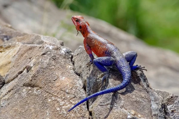 Mwanza Flathead Rock Agama Maasai Mara Kenia — Foto de Stock