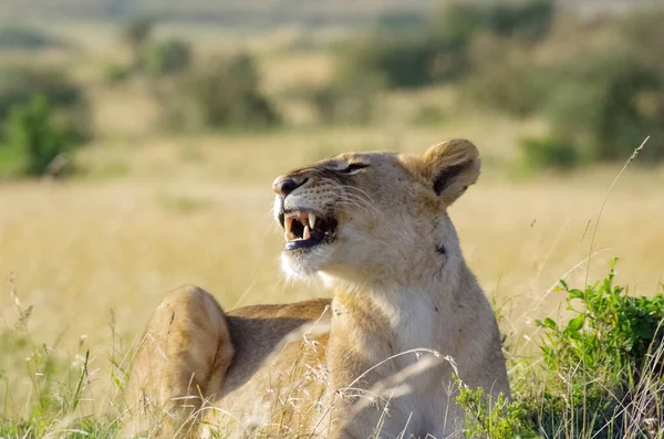Bir dişi aslanın portresi. Masai Mara Ulusal Parkı. Kenya