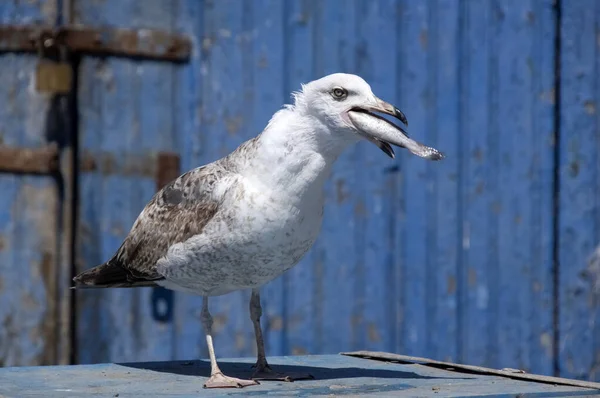Martı balığı yakalar. Essaouira. Fas 'ta. Afrika