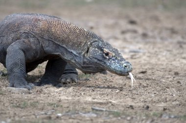 Komodo Ejderhası portresi. Komodo adası. Endonezya