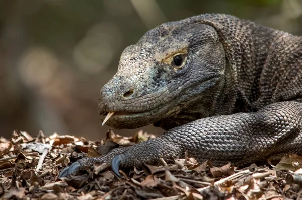 Retrato Dragón Komodo Isla Komodo Países Bajos — Foto de Stock