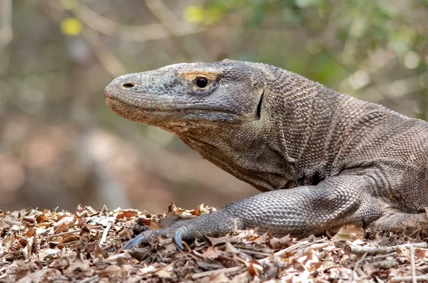 Retrato Dragón Komodo Isla Komodo Países Bajos — Foto de Stock