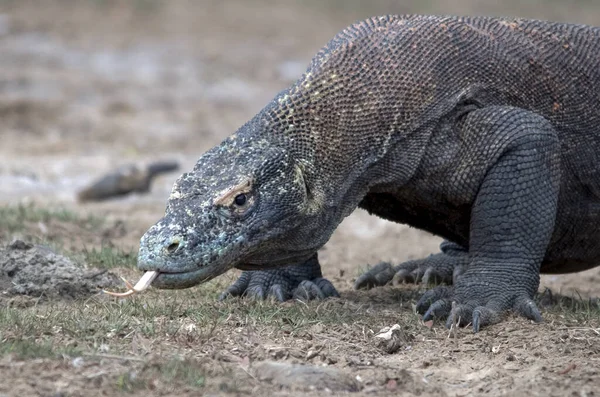 Retrato Dragón Komodo Isla Komodo Países Bajos — Foto de Stock