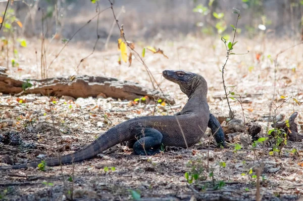 Komodo Sárkány Portré Komodo Sziget Indonézia — Stock Fotó