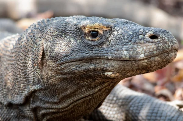 Retrato Dragón Komodo Isla Komodo Países Bajos — Foto de Stock