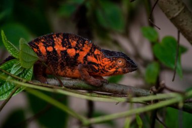 Bukalemun Parson 'ın muhteşem renkleri. Madagaskar 'a güzel turuncu renkli Madagaskar salgını. Afrika