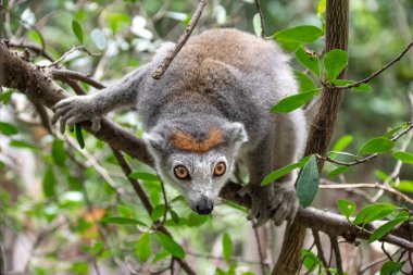 Portre taçlandırılmış Lemur. Taç giymiş lemur ya da taçlı firavun faresi lemur, lemur ailesinden bir primattır. Madagaskar 'a salgın hastalık. Afrika