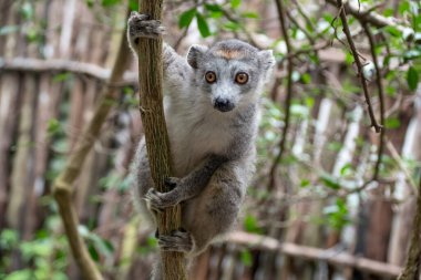 Portre taçlandırılmış Lemur. Taç giymiş lemur ya da taçlı firavun faresi lemur, lemur ailesinden bir primattır. Madagaskar 'a salgın hastalık. Afrika